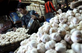 Panen Raya Bawang Putih di Jateng, Penjualan Seret